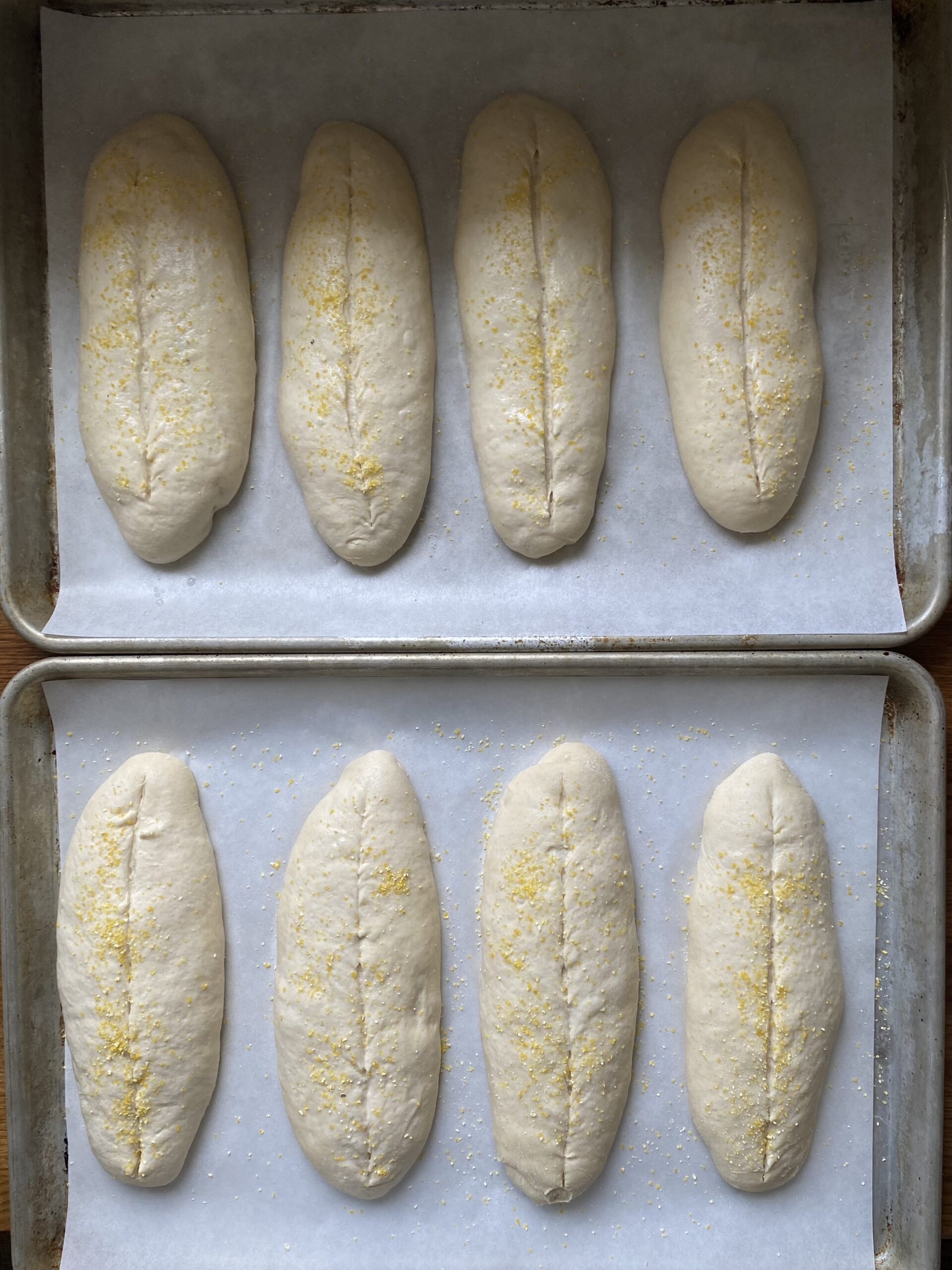 Shaped sourdough discard hoagie rolls after their second rise, topped with corn grits, scored, and ready to bake.
